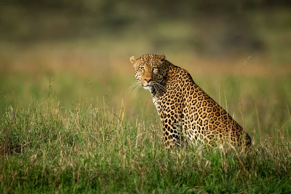 Erkek Leopar Çimenlerde Oturup Kamerayı Izler — Stok fotoğraf