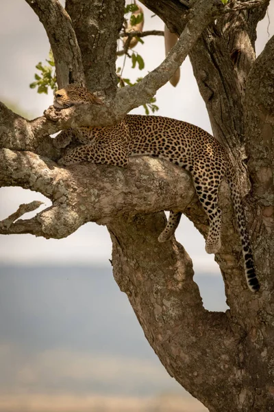 Muž Leopard Spí Větvi Slunci — Stock fotografie