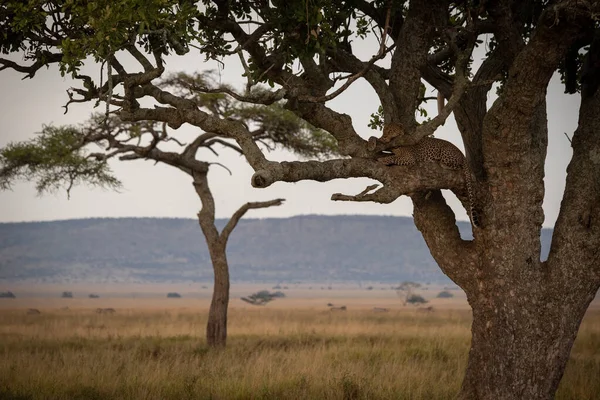 표범은 나뭇가지에 머리를 — 스톡 사진