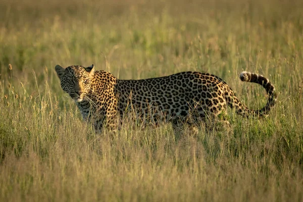 Мужчина Леопард Стоит Траве Солнце — стоковое фото