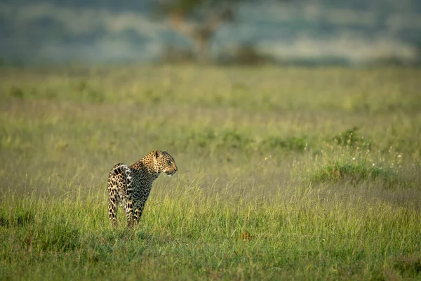 Male Leopard Stands Looking Out Savannah — Stock Photo, Image