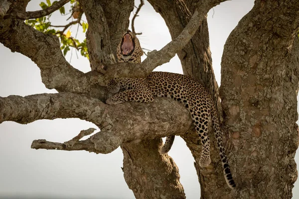 Männlicher Leopard Gähnt Weit Während Ast Überspannt — Stockfoto
