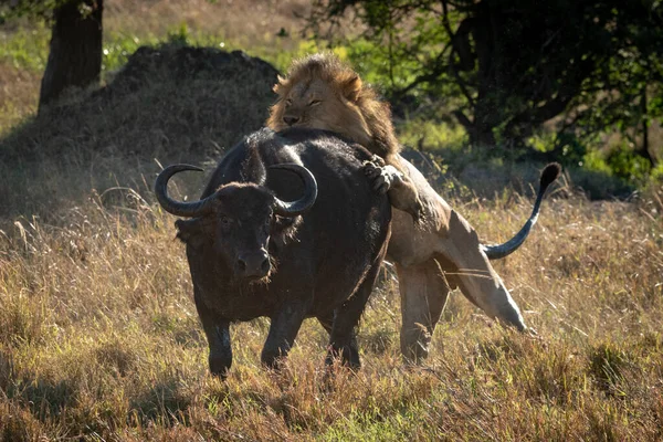 Manligt Lejon Biter Cape Buffalo Bakifrån — Stockfoto