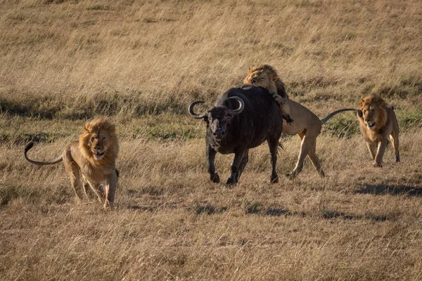 Manliga Lejon Attackerar Cape Buffalo Med Andra — Stockfoto