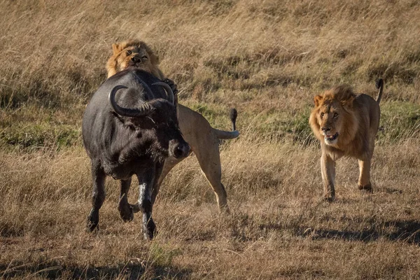 Manliga Lejon Attackerar Cape Buffalo Nära Annan — Stockfoto