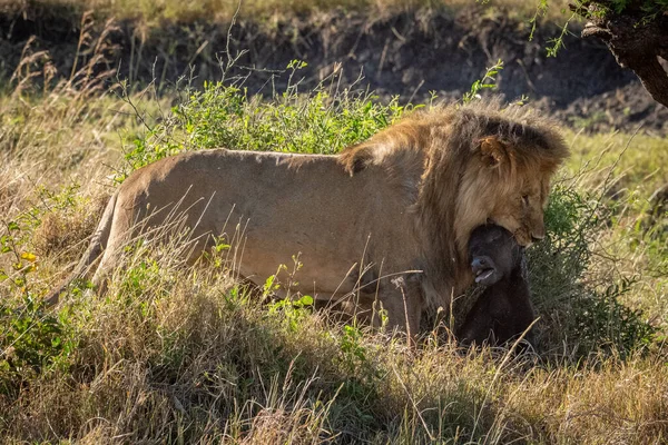 Man Lejon Bär Baby Buffel Genom Buskar — Stockfoto