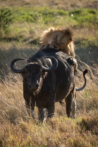 Manligt Lejon Biter Cape Buffalo Bakifrån — Stockfoto