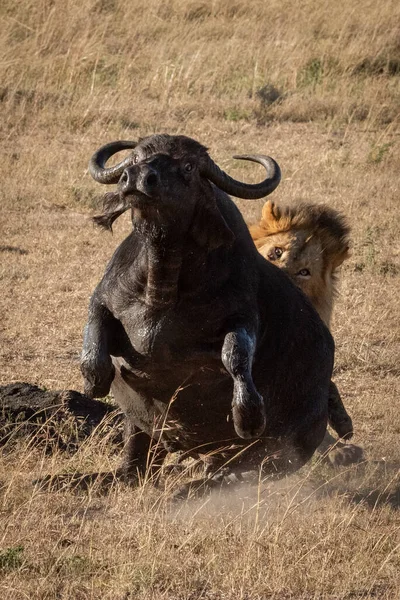 Männlicher Löwe Zerrt Büffel Von Hinten Nieder — Stockfoto