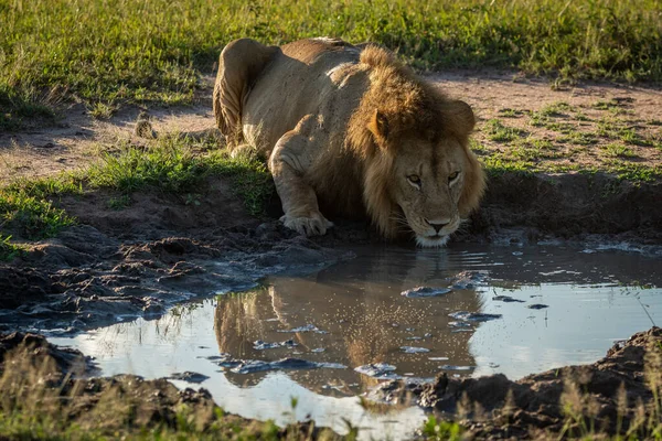 Lion Mâle Boit Piscine Montrant Réflexion — Photo