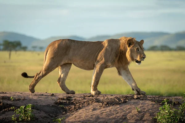Αρσενικό Λιοντάρι Διασχίζει Χώμα Στον Ήλιο — Φωτογραφία Αρχείου