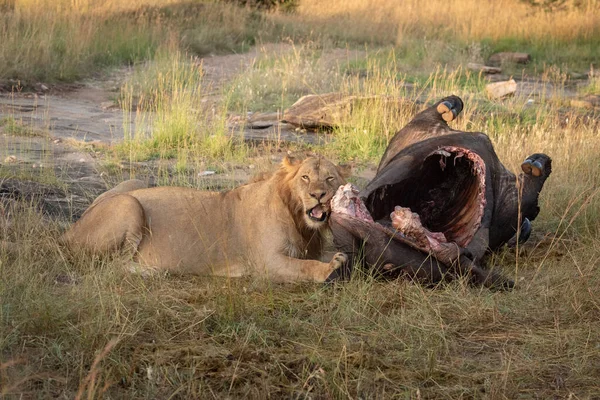 Male lion gnawing bones of buffalo carcase