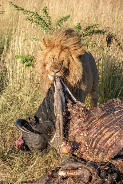 Male Lion Gnaws Pulls Carcase — Stock Photo, Image