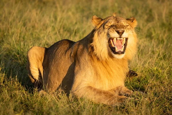 雄ライオンは横になって反応を示す — ストック写真