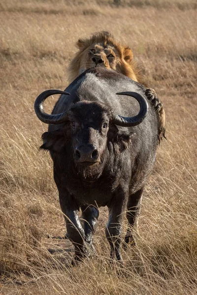 Male Lion Grabs Cape Buffalo — Stock Photo, Image