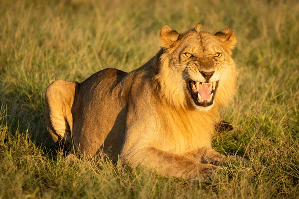 雄ライオンは草の上で新入生の反応を示し — ストック写真
