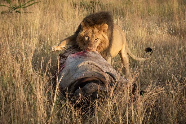 Masculino Leão Agarrando Com Matar Relógios Câmera — Fotografia de Stock