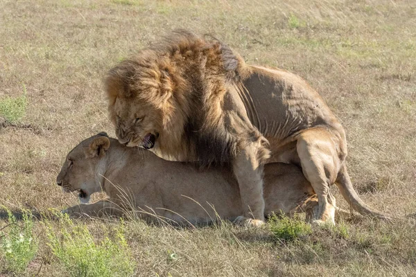 Macho León Gruñe Mientras Apareamiento Con Hembra —  Fotos de Stock