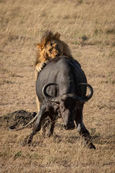 Manligt Lejon Hoppar Cape Buffalo Bakifrån — Stockfoto