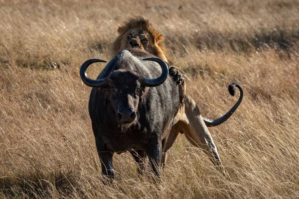 Manligt Lejon Håller Cape Buffalo Bakifrån — Stockfoto