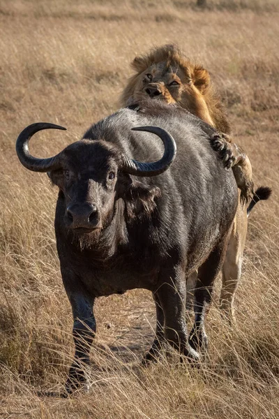 Manligt Lejon Som Håller Cape Buffalo Bakifrån — Stockfoto