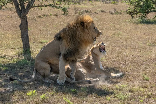 Male Lion Leaps Lioness Mating — Stock Photo, Image