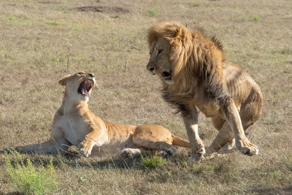 Αρσενικό Λιοντάρι Πηδάει Από Θηλυκό Μετά Ζευγάρωμα — Φωτογραφία Αρχείου