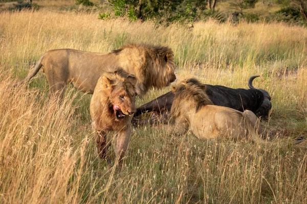 Manligt Lejon Lämnar Två Andra Äter Buffel — Stockfoto