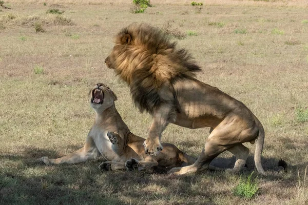 Löwenmännchen Springt Nach Paarung Von Löwin — Stockfoto