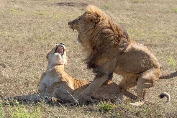 Maschio Leone Salta Fuori Femmina Dopo Accoppiamento — Foto Stock