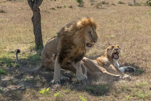 Männlicher Löwe Springt Nach Paarung Von Löwin — Stockfoto