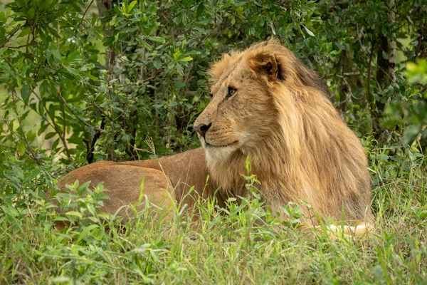 Male lion lies in bushes looking back