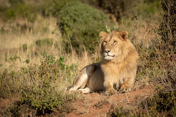 Αρσενικό Λιοντάρι Κείτεται Στους Θάμνους Κοιτώντας Αριστερά — Φωτογραφία Αρχείου