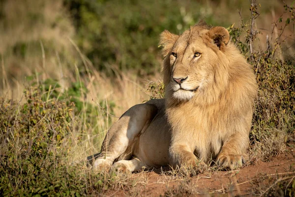 Αρσενικό Λιοντάρι Κείτεται Θάμνους Φως — Φωτογραφία Αρχείου