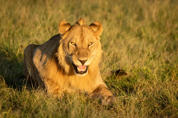 Lion Mâle Repose Sur Caméra Face Herbe — Photo