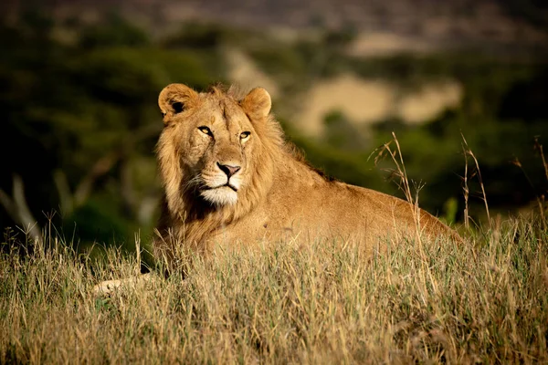 Lion Mâle Trouve Dans Herbe Regardant Arrière — Photo