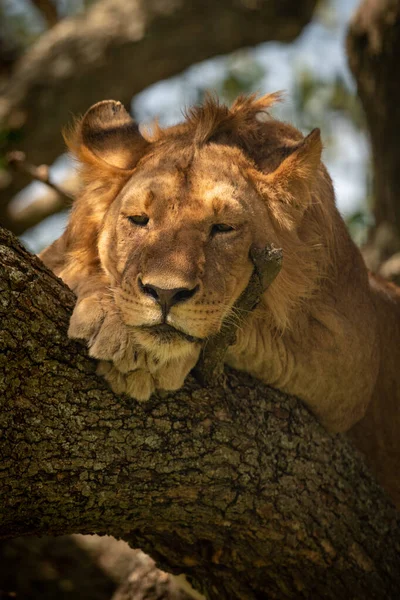 Lion Mâle Couché Dans Arbre Regardant Vers Bas — Photo