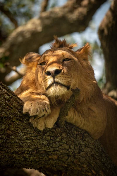 Lev Leží Větvi Zírá Dolů — Stock fotografie