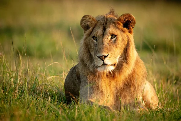 Lion Mâle Trouve Dans Herbe Avec Catchlight — Photo