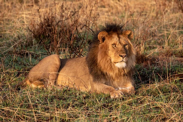 León Macho Yace Hierba Mirando Hacia Adelante —  Fotos de Stock