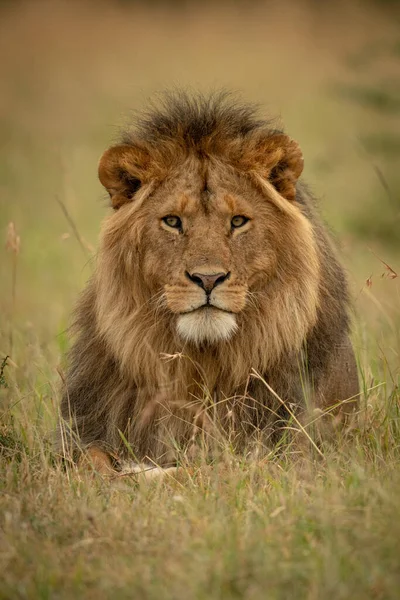 Lion Mâle Trouve Dans Caméra Face Herbe — Photo