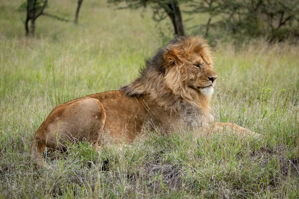Αρσενικό Λιοντάρι Βρίσκεται Στο Γρασίδι Αντιμετωπίζει Δεξιά — Φωτογραφία Αρχείου