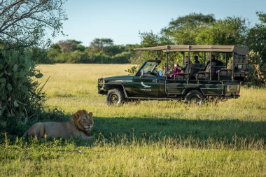 Erkek aslan kamyonun yanındaki çimlerde yatıyor.
