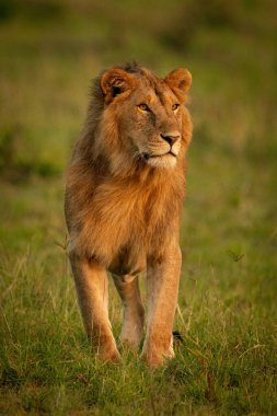 Male lion stands looking around in savannah clipart