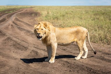 Erkek aslan sol tarafa bakıyor.