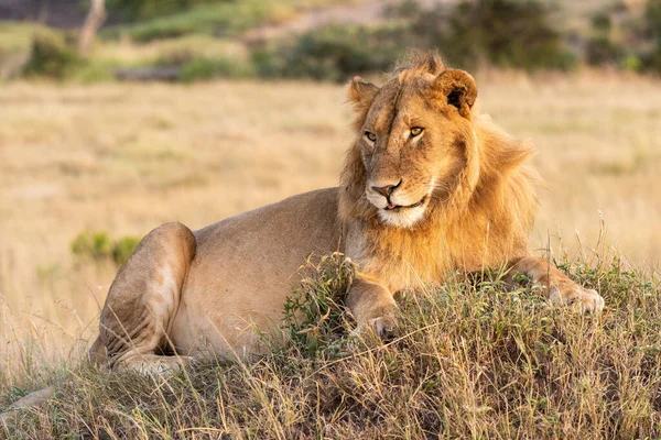 Αρσενικό Λιοντάρι Βρίσκεται Τύμβο Προβολέα — Φωτογραφία Αρχείου