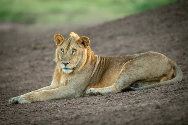 Männlicher Löwe Liegt Auf Schattigem Erdwall — Stockfoto