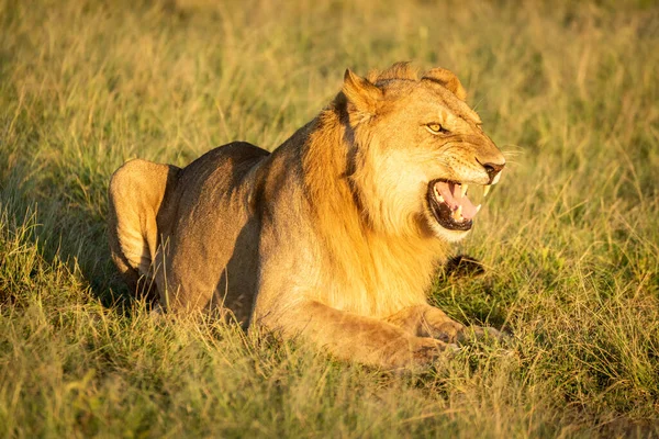 Männlicher Löwe Legt Sich Hin Und Zeigt Flehmen Reaktion — Stockfoto