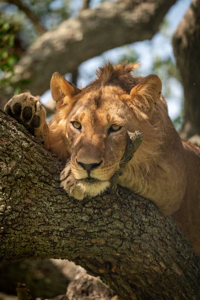 Male Lion Lies Staring Branches — Stock Photo, Image