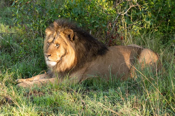 公狮黎明时分躺在草地上 — 图库照片