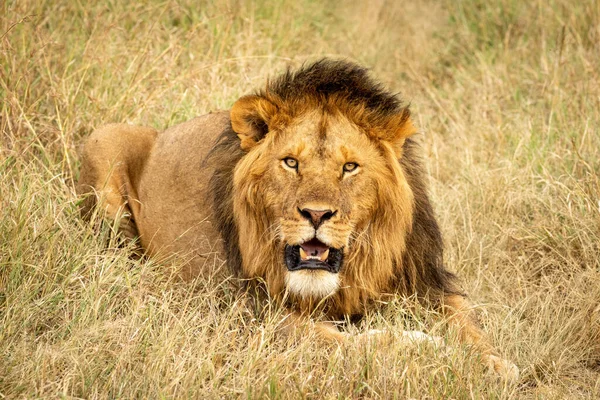 Männlicher Löwe Liegt Gras Und Beäugt Kamera — Stockfoto